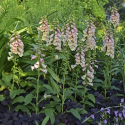 'Dalmatian Peach' Foxglove