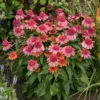 Double Dipped™ 'Rainbow Sherbet' Coneflower