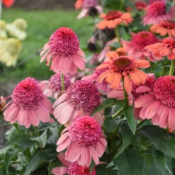 Double Dipped™ 'Rainbow Sherbet' Coneflower -Flower Shop 706 Double Dipped Rainbow Sherbet Coneflower 3