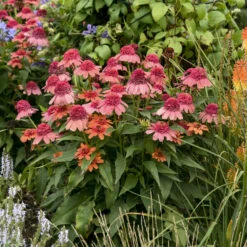 Double Dipped™ 'Rainbow Sherbet' Coneflower -Flower Shop 706 Double Dipped Rainbow Sherbet Coneflower 4