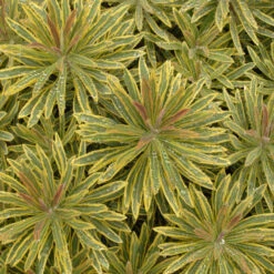 'Ascot Rainbow' Spurge -Flower Shop 708 Ascot Rainbow Spurge 3