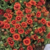 'Arizona Red Shades' Blanket Flower