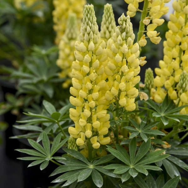 Mini Gallery™ Yellow Lupine 1 Mini Gallery™ Yellow Lupine