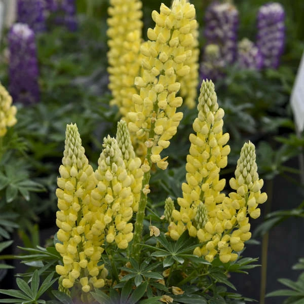 Mini Gallery™ Yellow Lupine 2 Mini Gallery™ Yellow Lupine - Image 2