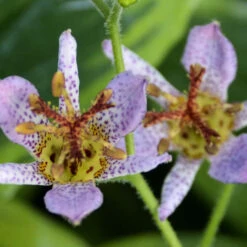 'Autumn Glow' Formosa Toad Lily