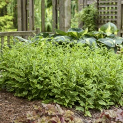 'Autumn Glow' Formosa Toad Lily -Flower Shop 720 Autumn Glow Formosa Toad Lily 5