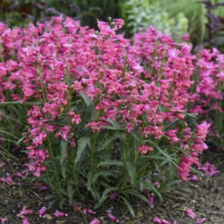 Bejeweled™ 'Pink Pearls' Beardtongue -Flower Shop 7206b84fdb86834eddf508c792f96850