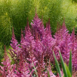 'Maggie Daley' Astilbe