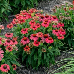 Summersong™ Firefinch™ Coneflower -Flower Shop 733 Summersong Firefinch Coneflower 1