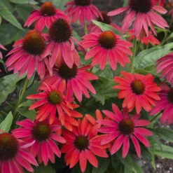 Summersong™ Firefinch™ Coneflower -Flower Shop 733 Summersong Firefinch Coneflower 2
