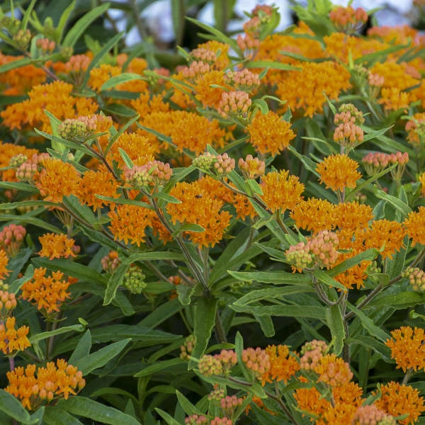 Orange Milkweed 2 Orange Milkweed - Image 2