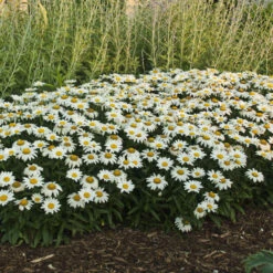 'Snowcap' Shasta Daisy -Flower Shop 73ee4f39b48567d63de16cd62b8a9f10