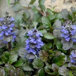 'Black Scallop' Bugleweed -Flower Shop 74c58dbefbdb2ea1fbf1ea1d0c8fff36