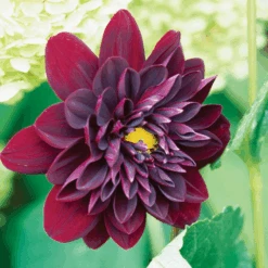 'Arabian Night' Dahlia 6 'Arabian Night' Dahlia -Flower Shop 77062DahliaArabianNight 800x800 881200e