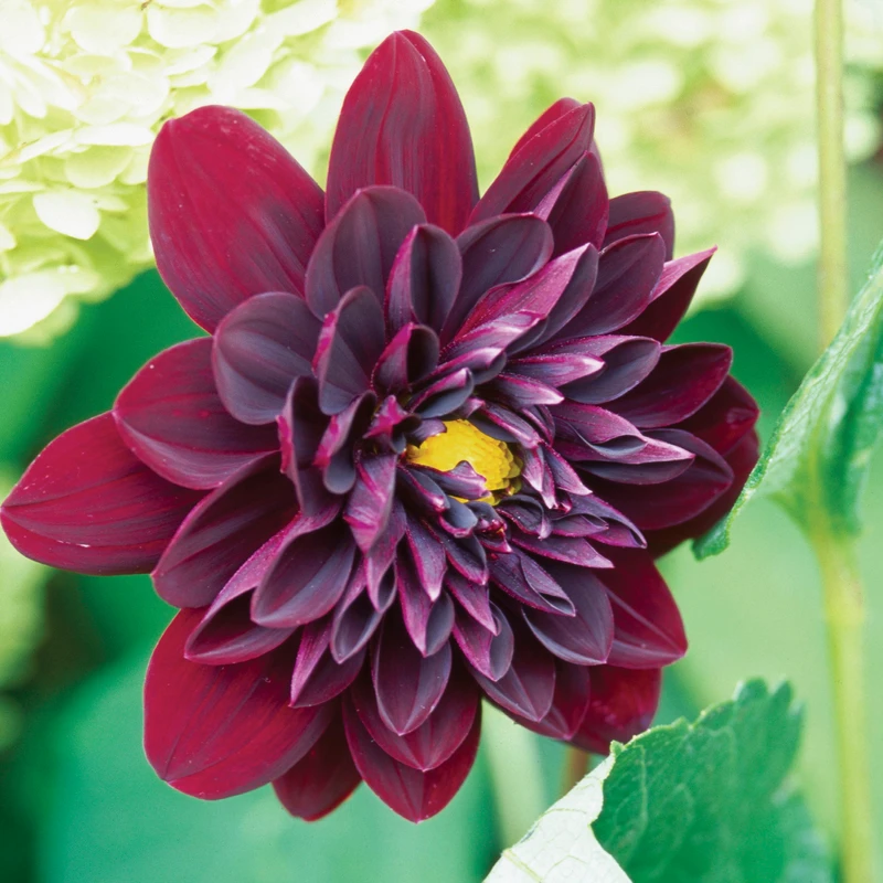 'Arabian Night' Dahlia 3 'Arabian Night' Dahlia - Image 3