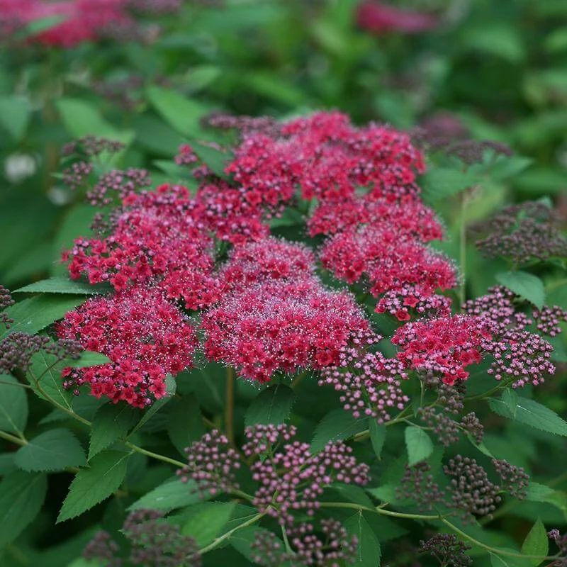 Double Play® Red Spirea 1 Double Play® Red Spirea