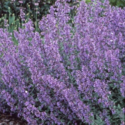 Walker's Low Catmint 12 Walker's Low Catmint -Flower Shop 7f38d9ac0770e380fb79b256acceff3b