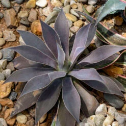 Mad About Mangave® 'Lavender Lady' Mangave -Flower Shop 7fead9d7ef2651ff3069df7a92186a57