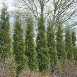 Full Speed A Hedge® 'American Pillar' Arborvitae 10 Full Speed A Hedge® 'American Pillar' Arborvitae -Flower Shop 800 3356 popup sw