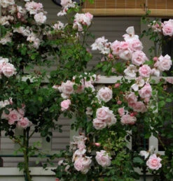 Climbing Rose Collection -Flower Shop 8138d7ca9c5da0d3ff4534711f9e8bf857919d33 86a1a1a23a3cba0445cbc26ace91ff1e51b18eb5 facebook