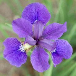 'Caesar's Brother' Siberian Iris -Flower Shop 829ae889d19f517eaaff45d35245a00c