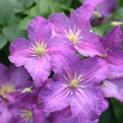 Jolly Good™ Clematis 6 Jolly Good™ Clematis -Flower Shop 859 4168 popup