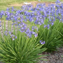 'Little Galaxy' Lily-of-the-Nile -Flower Shop 867ffb47e110f7c16f224fae757e0697