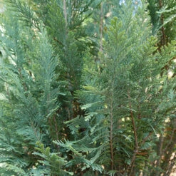 Pinpoint® Blue False Cypress -Flower Shop 896 4157 popup