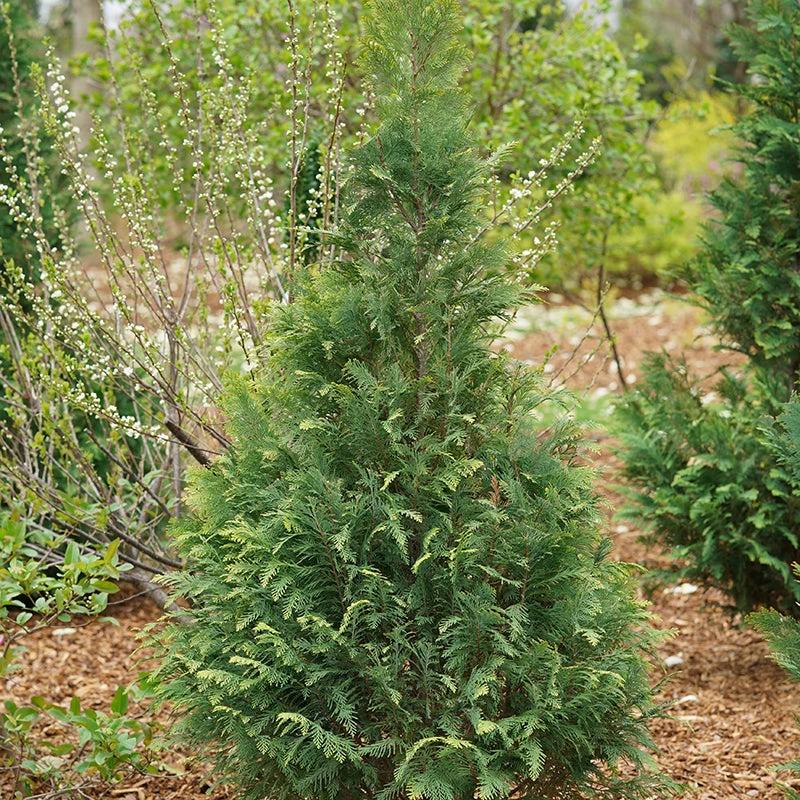 Pinpoint® Blue & Gold False Cypress 1 Pinpoint® Blue & Gold False Cypress