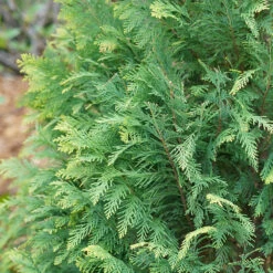 Pinpoint® Blue & Gold False Cypress 7 Pinpoint® Blue & Gold False Cypress -Flower Shop 897 4177 popup