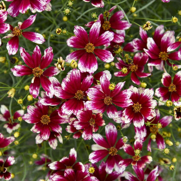 Designer Threads™ 'Heartstrings' Tickseed 2 Designer Threads™ 'Heartstrings' Tickseed - Image 2