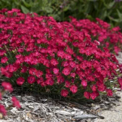 'Paint The Town Red' Dianthus -Flower Shop 8d9e493de68a8bec5e3463796fee61b9