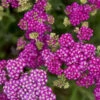 'Firefly Fuschia' Yarrow