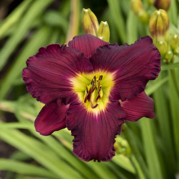 Rainbow Rhythm® 'Nosferatu' Daylily 2 Rainbow Rhythm® 'Nosferatu' Daylily - Image 2