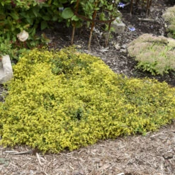 Rock 'N Low 'Yellow Brick Road' Stonecrop -Flower Shop 91ad3c349312dda074e46c9815a886e3