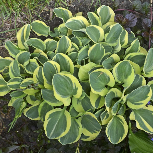 'Mighty Mouse' Hosta 1 'Mighty Mouse' Hosta