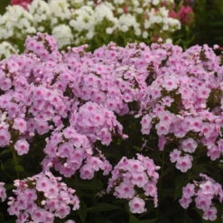 Luminary™ 'Opalescence' Phlox -Flower Shop 97eb822f201cd96f5088c7eb4d264472