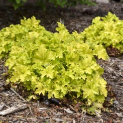 Dolce® 'Apple Twist' Coral Bells -Flower Shop 9b3129449c965b7e4b021bf08ed854ab