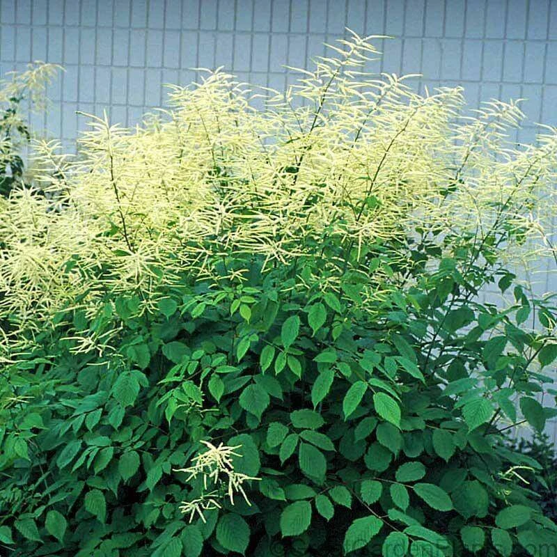 Goatsbeard 2 Goatsbeard - Image 2