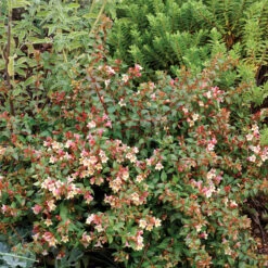 Sunny Anniversary® Abelia -Flower Shop Abelia Sunny Anniversary 3 P