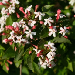 Sweet Emotion® Abelia -Flower Shop Abelia Sweet Emotion 3 P