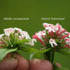 Sweet Emotion® Abelia -Flower Shop Abelia Sweet Emotion 4 P