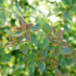 Brilliantina™ Abelia -Flower Shop Abelia Brilliantina P1238958 1080x1080 873aa77