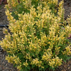 Poquito™ Butter Yellow Hummingbird Mint -Flower Shop Agastache Poquito Butter Yellow 3 P