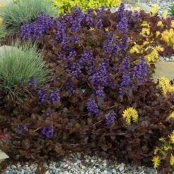 'Black Scallop' Bugleweed -Flower Shop Ajuga black scallop bugleweed 5 a930cc30 d55a 46a9 be59 06f9cabcb358 sw