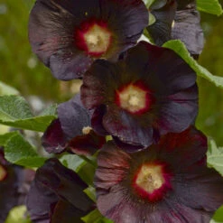 'Blacknight' Hollyhock 7 'Blacknight' Hollyhock -Flower Shop Alcearosea Blacknight 0001lowres