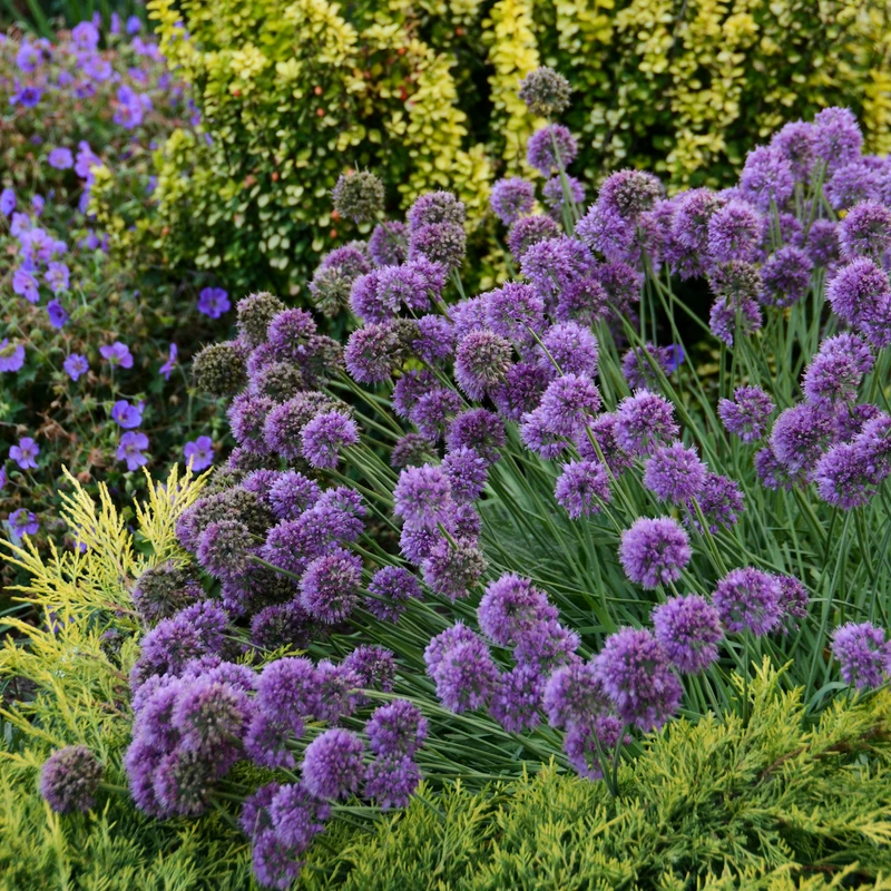 'Medusa' Allium 2 'Medusa' Allium - Image 2