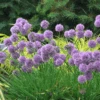 'Medusa' Allium