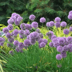 'Medusa' Allium