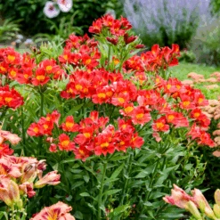 Summer Heat Peruvian Lily (Alstroemeria)